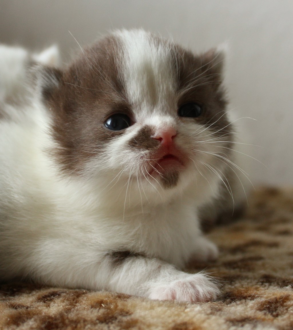 Britisch Kurzhaar (BKH) Kitten und Britisch Langhaar Katzenbabys ...